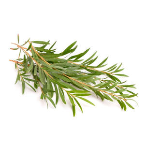 100% huile essentielle d'arbre à thé biologique pure et naturelle forte demande pour la réduction de l'acné Peel matière première - Product Image 6