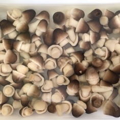 Fournisseur de champignons de paille salée avec la meilleure qualité - Product Image 6