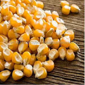 Alimentación de ganado de calidad superior, maíz, venta - Product Image 2