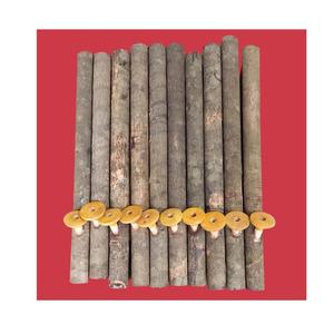 แท่งอบเชยยาวพร้อมเปลือก จำนวนมาก - Product Image 2