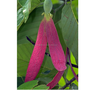 Excelente calidad del aceite esencial de bálsamo Gurjun Fabricantes de aceites esenciales de bálsamo Gurjun de alta calidad-100% Pure Organic - Product Image 3
