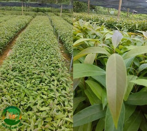 ผงลิทเซีย กลูติโบซา/ผงไม้สำหรับทำธูป - Product Image 4