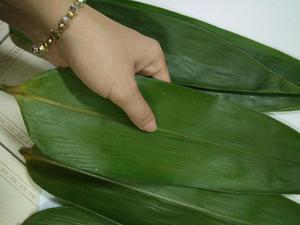 BAMBÚ SECO AL PRECIO MÁS BARATO TAMAÑO GRANDE - Product Image 2