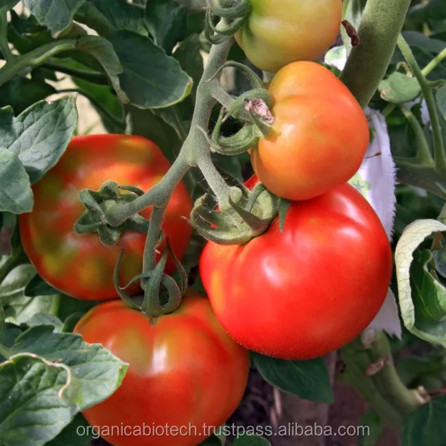 Improve the quality of tomatoes during plantation by our organic fertilizer buyers