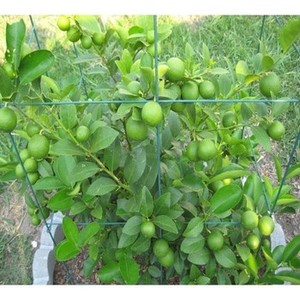 Fruta de Lima sin semillas para restaurante, con aroma y alta calidad - Product Image 5