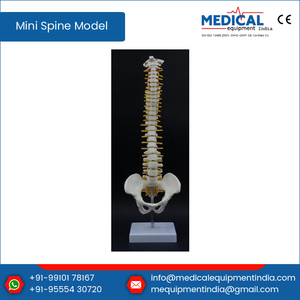 Mini modèle colonne vertébrale avec support détachable, 1 pièce, matériel en PVC modèle anatomique, produit scientifique médical - Product Image 2