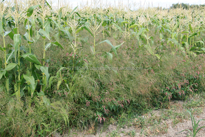 Graines de millet vert décortiquées non glutineuses séchées FD en gros certifiées BRC pour l'alimentation des oiseaux, marque Gold Field, durée de conservation de 2 ans - Product Image 2