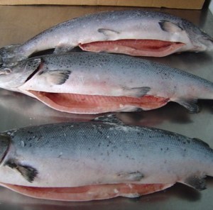 Filet de saumon congelé et tête de poisson à vendre Poissons de haute qualité - Product Image 2