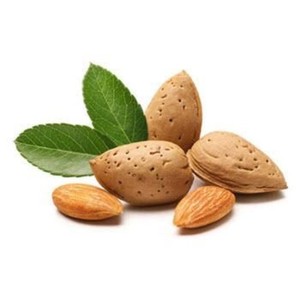 Venta al por mayor de aceite de almendra dulce orgánico prensado en frío aceite portador para cara, cuerpo, masaje, cabello Janvi hierbas OEM proveedor - Product Image 4