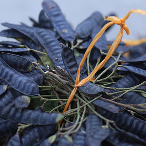 Gleditsiae/frutus Gleditschiae séché au VietNam pour cheveux de bonne qualité - Product Image 1