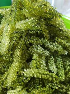 องุ่นทะเลแห้งรสชาติอร่อย - Product Image 3