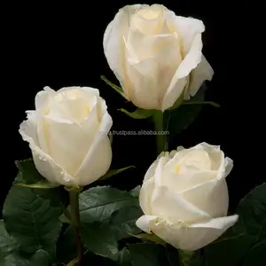 新鲜的白色切花玫瑰批发我们来自厄瓜多尔长茎新鲜玫瑰新鲜切花粉红色紫色黄色红色