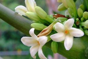 เวียดนามดอกไม้มะละกอสด/ดอกไม้แห้ง - Product Image 3