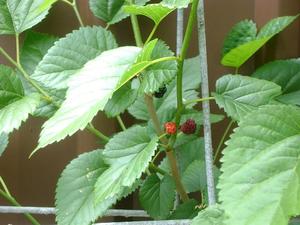 Sophie-polvo/Morera seca - Product Image 4