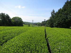 Thé vert pâtisserie, organique, mat - Product Image 5