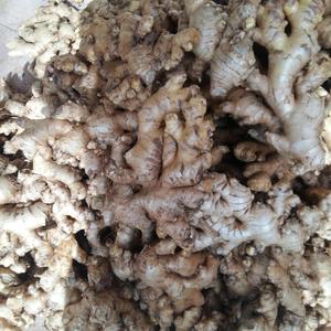 ขมิ้นสดและแห้งสำหรับ2024อาหาร - Product Image 3