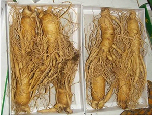 Poudre d'extrait de racine de ginseng jaune poudre de ginseng vacances - Product Image 2