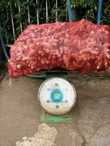 VIET DELTA SUMINISTROS JENGIBRE SECO CON PRECIO COMPETITIVO - Product Image 6