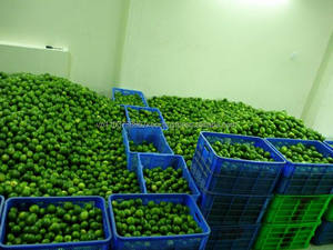 Limón Fresco Sin Semillas, Fruta Cítrica Sin Núcleos, Tipo Limón - Product Image 2