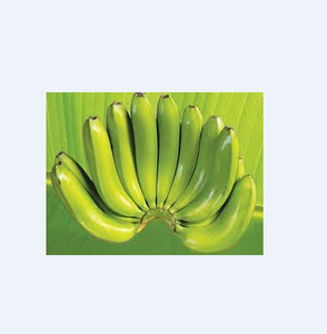กล้วย/ราคาขายกล้วยสด/กล้วยสดคุณภาพสูงจากเวียดนาม - Product Image 1