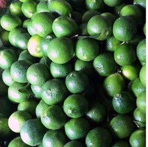 2024 Nueva cosecha de Lima de limón orgánico de Vietnam Productos de temporada frescos de alta calidad más vendidos a precio - Product Image 3