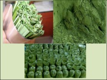 Poudre de Pandan à bon prix, Pure et naturelle 100% - Product Image 6