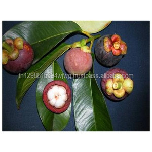 มังคุดสดที่ดี - Product Image 1