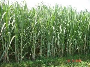 Pomelo Fresco y Caña de Azúcar - Product Image 4