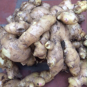 High Quality Organic <b>Fresh</b> <b>Ginger</b> From Vietnam Competitive Price for Food Usage - Product Image 2