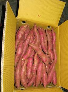 ราคาตลาดมันเทศสดสำหรับผู้ซื้อนางสาววันหยุด - Product Image 3