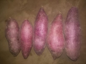 Viet Nam Purple <b>Sweet</b> <b>Potato</b> Premium Agriculture Product - Product Image 6