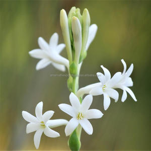 Wholesale Bulk Tuberose Oil for <b>Soap</b> and Candle Certified Tuberose Oil at Wholesale Price Manufacturer of Tuberose Oil - Product Image 1