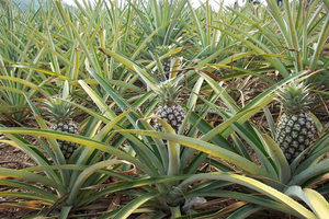 สับปะรด MD2 คุณภาพสูง สดใหม่ ปี 2020 - Product Image 5