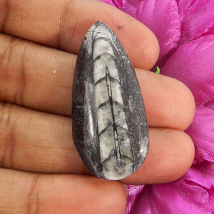 Orthoceras-GEMA de jaspe, 40x18mm, cabujón de pera, 36,50 cts, Gema suelta para joyería - Product Image 3