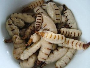MEJOR TERMITE QUEEN CON ALTA CALIDAD - Product Image 5