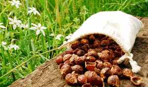 ¡Caliente! ¡Caliente! Soapnut Saponin/Nueces de jabón a granel-Sra: Holiday - Product Image 6