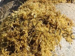 Algues Sargasses / Sargasses pour la consommation humaine et comme engrais en provenance du Vietnam - Product Image 3