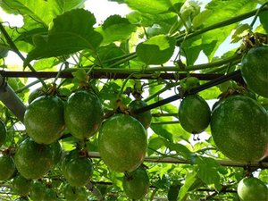 2023 New Crop Fresh Passion Fruits de Vietnam Sabor dulce de alta calidad Precio muy competitivo para aplicación de alimentos - Product Image 5