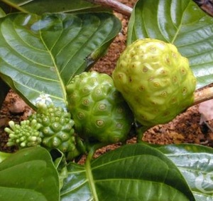 Frutas tropicales, frutas frescas Noni, extracto de Noni - Product Image 3