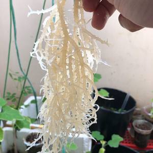 Top Quality Dried <b>Sea</b> <b>Moss</b> or Irish <b>Sea</b> <b>Moss</b> 100% <b>Natural</b> for Making 120+ oz of Gel Mary - Product Image 6