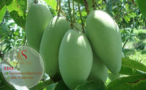 Mangue tropicale fruits secs en tranches à faible teneur en sucre naturel doux emballage sous vide en vrac certifié HACCP durée de conservation de 2 ans séchage FD - Product Image 2