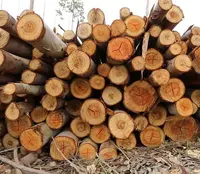 עץ עגול עץ יומנים, אלון בולי עץ, טבעי אקליפטוס עץ יומנים עם גבוהה לחות תוכן