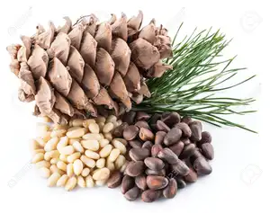 Nueces de pino seedness para el comprador (+ 84-845-639-639 (Whatsapp)