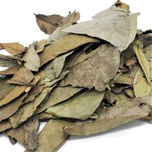 PRODUIT CHAUD : Feuilles de corossol séchées / feuilles de graviola pour la santé - Le corossol protège la santé du Vietnam / AXEL + 84 38 776 0892 - Product Image 4