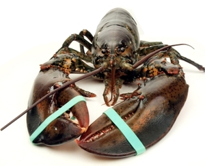 Live <b>Lobster</b> for Sale - Product Image 2