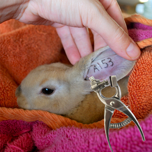 Pinza de Tatuaje Veterinaria de Aluminio Reutilizable y Ecológica de Alta Calidad al por Mayor para Perros y Ganado - Product Image 2
