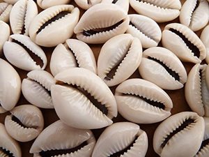 Coquille de cauris géante naturelle polie, toucher réel, forme naturelle, blanc brun tacheté, objet d'art, objet de collection, décoration intérieure - Product Image 6