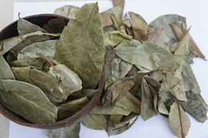 ผู้ให้บริการอินทรีย์แห้ง SOURSOP ใบ/GRAVIOLA ใบ-สมุนไพรธรรมชาติจากเวียดนาม /Axel + 84 38 776 0892 - Product Image 4