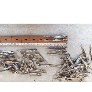 ANCHOVIES FISH SUPPLIER_ GOOD PRICE DRIED ANCHOVY FISH