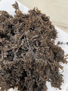 สาหร่ายทะเล/แห้ง Sargassum เวียดนาม - Product Image 6